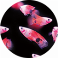 著者の顔写真