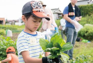 野菜の収穫1