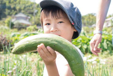 野菜の収穫3