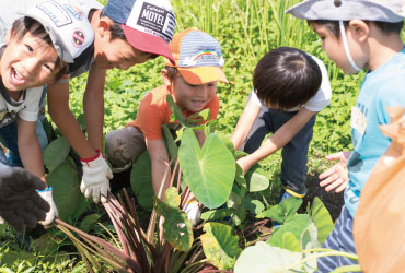 野菜の収穫4