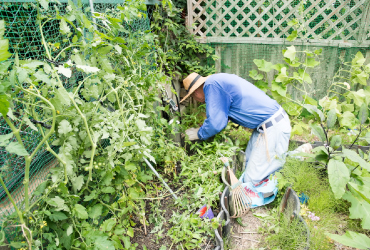 菜園