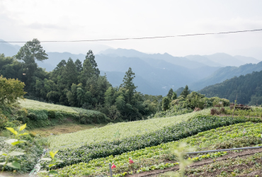 複数種類の農作物を混植で栽培