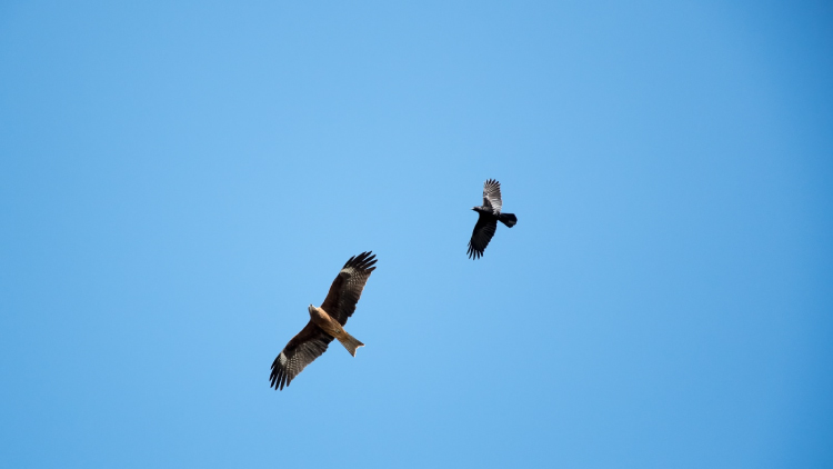 空と鳥