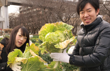 白菜の収穫