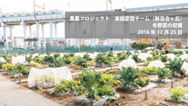 農業部検討プロジェクト通信「冬野菜の収穫」