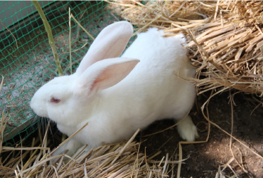 鴨川だより ウサギ農場 アシスト