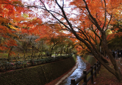 川沿いの紅葉