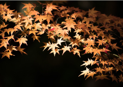 夜の紅葉