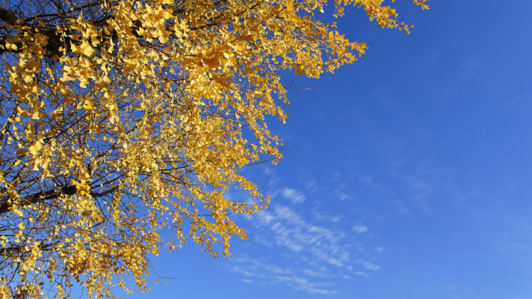 紅葉と空