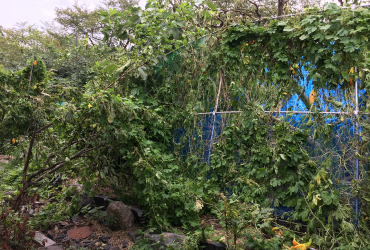 台風あとの庭_01