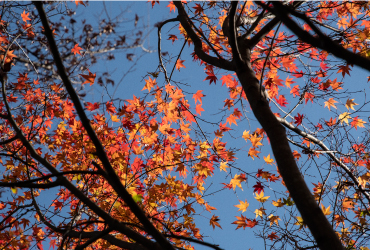 紅葉_赤